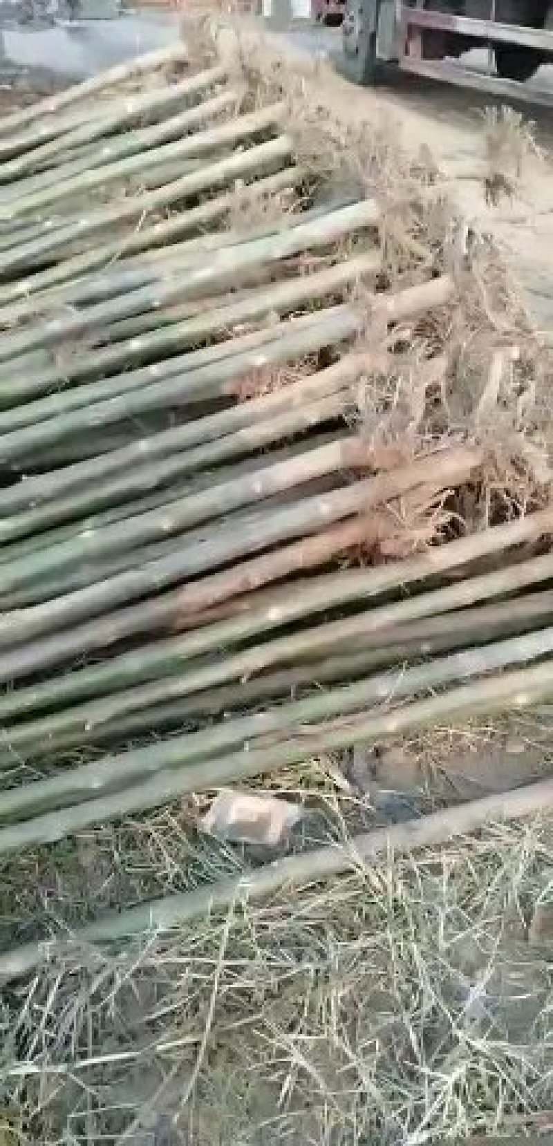 兰考大量批发精品泡桐苗泡桐种根一公分至八公分。精品通货。