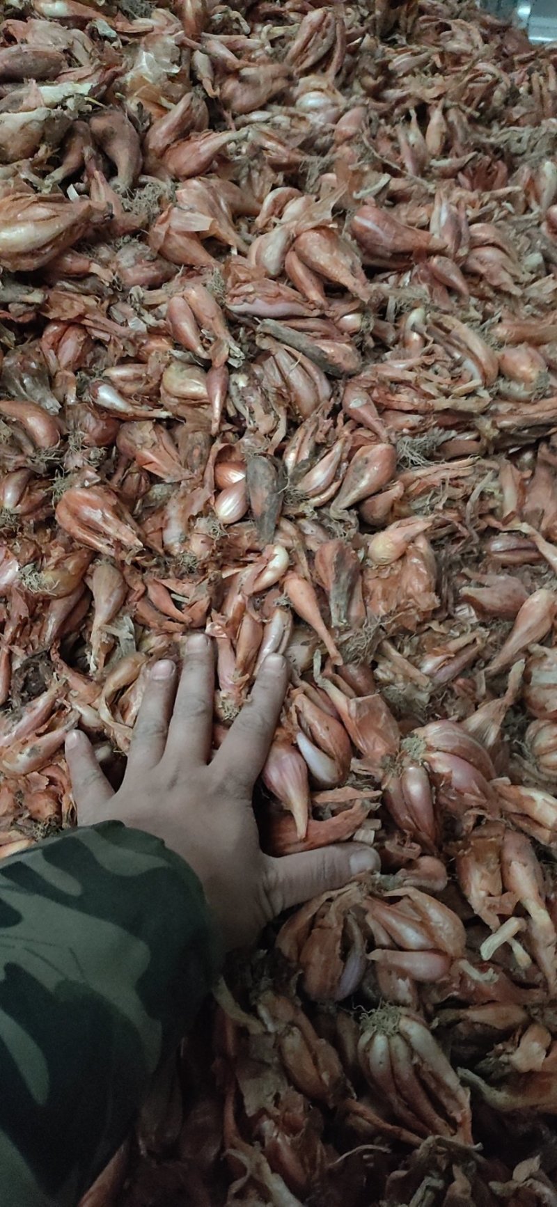 火葱黄葱小葱头铁杆葱四季葱
