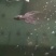 章鱼酒楼货美味送礼高档
