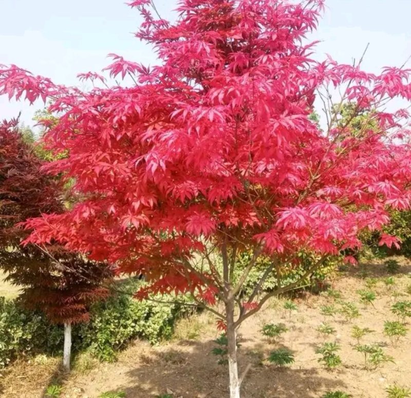 红枫树苗日本红枫红舞姬《速生生长速度快》成活率高