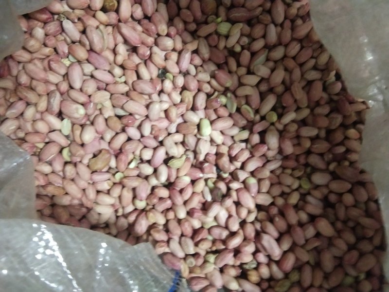 山东菏泽花生米，统货精品，有油料花生米，对接全国