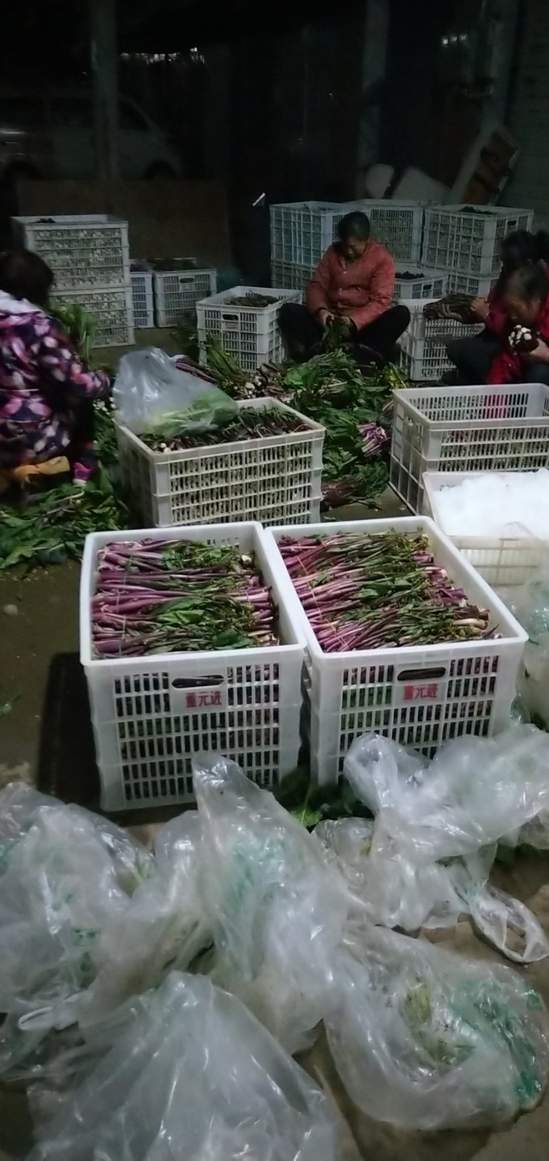 紫菜苔，紫菜苔，紫菜苔，紫菜苔，紫菜苔，紫菜苔，紫菜苔