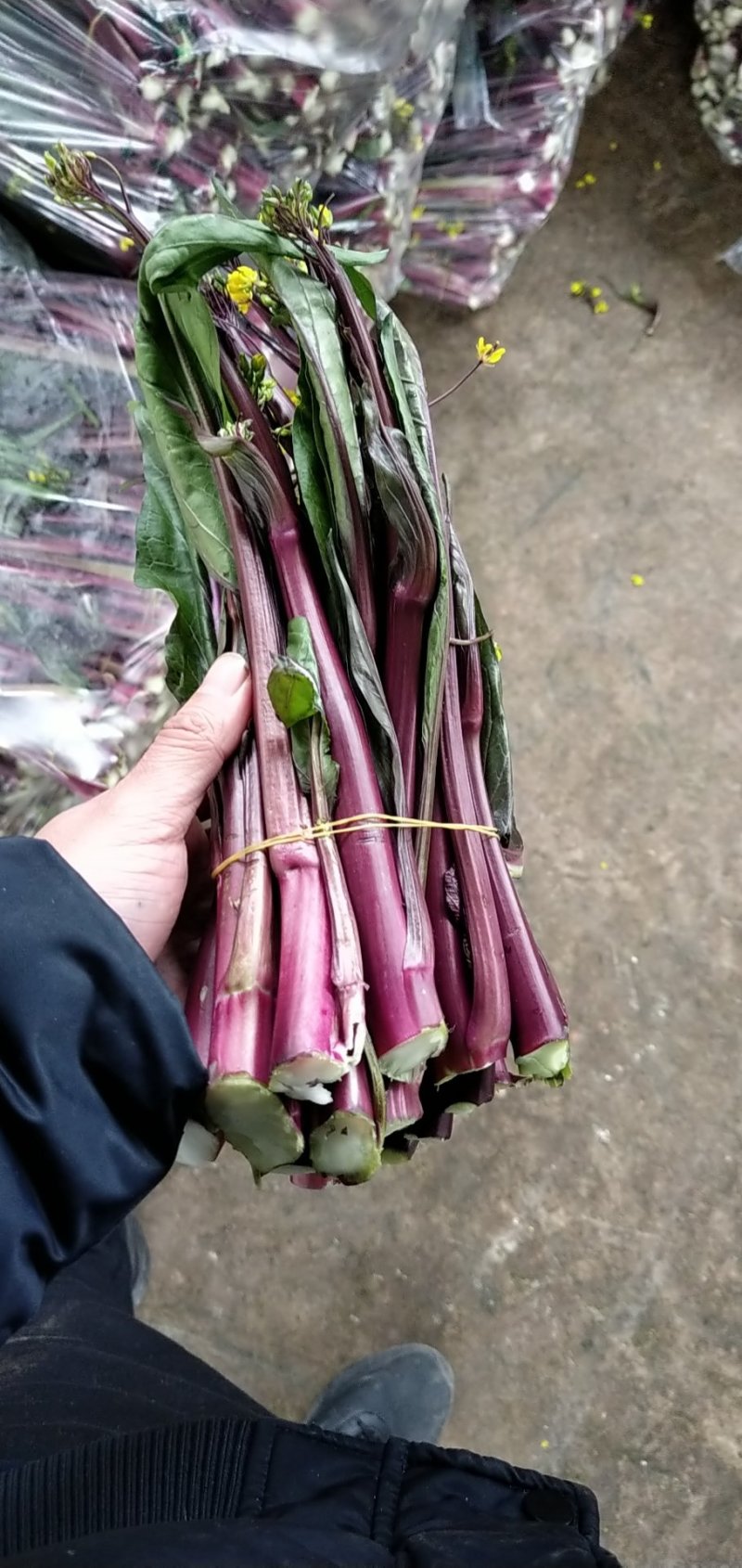 紫菜苔，紫菜苔，紫菜苔，紫菜苔，紫菜苔，紫菜苔，紫菜苔