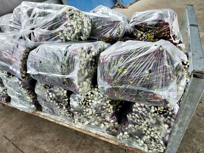 紫菜苔，紫菜苔，紫菜苔，紫菜苔，紫菜苔，紫菜苔，紫菜苔