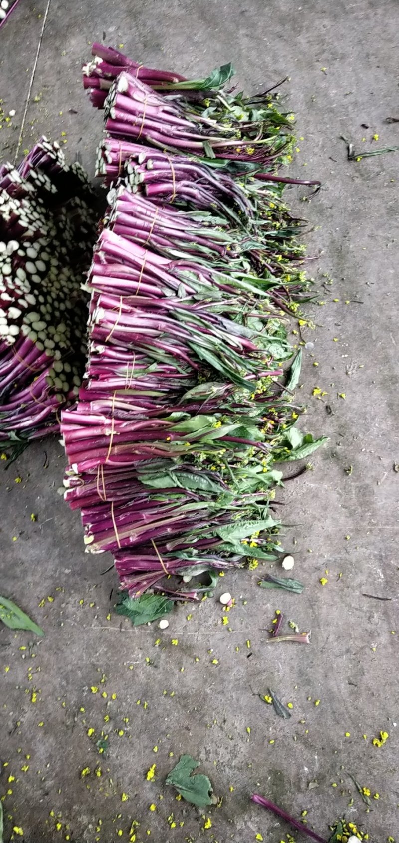 紫菜苔，紫菜苔，紫菜苔，紫菜苔，紫菜苔，紫菜苔，紫菜苔