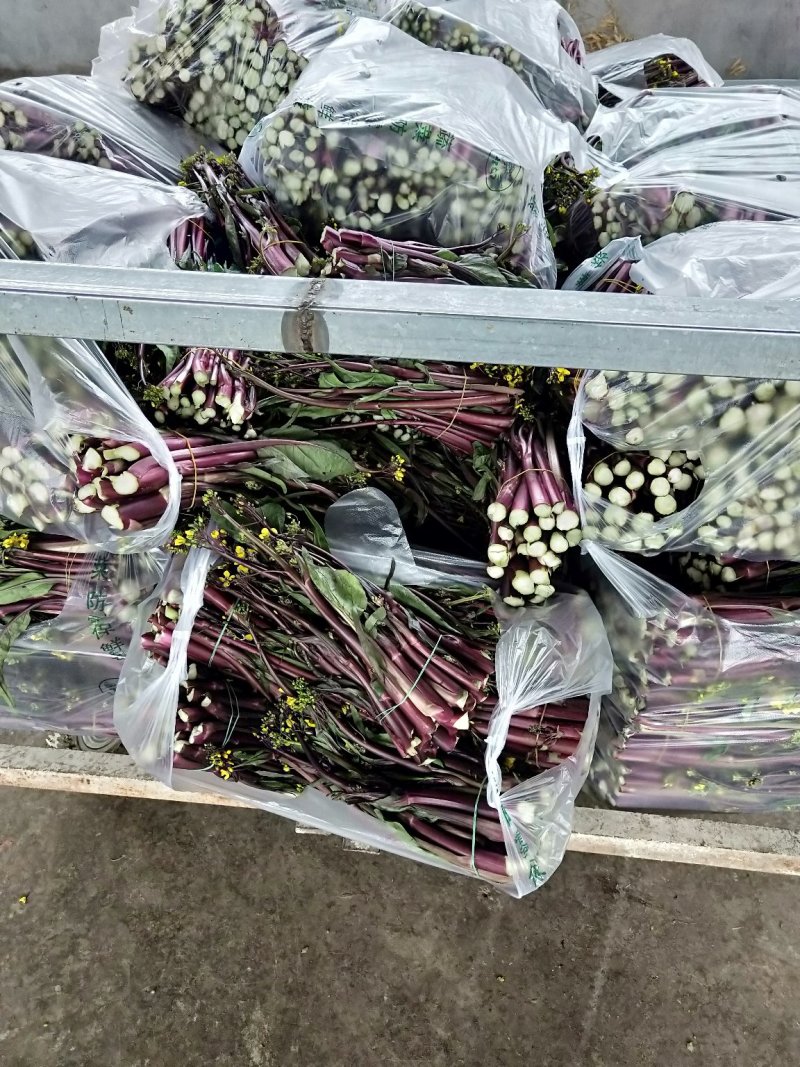 紫菜苔，紫菜苔，紫菜苔，紫菜苔，紫菜苔，紫菜苔，紫菜苔
