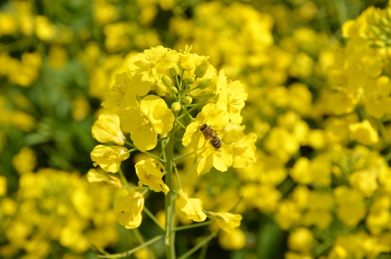 2022年农家纯油菜花蜜天然结晶油菜蜜正宗菜花白蜂蜜