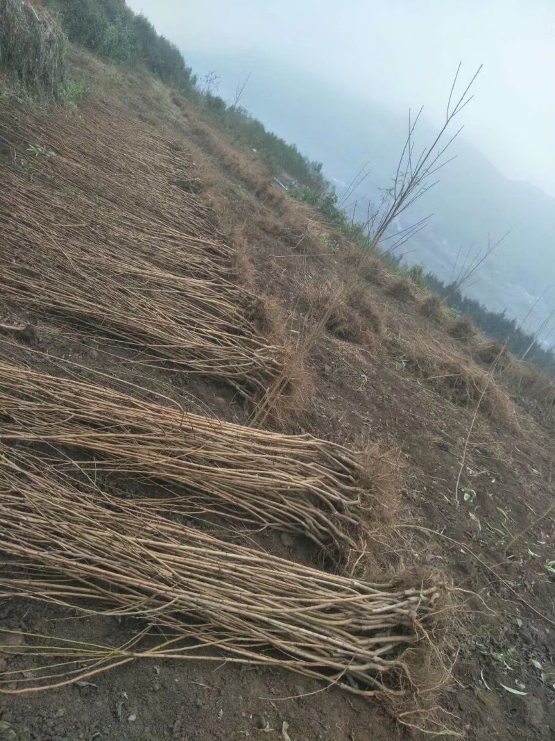 李子苗【蜂糖李二年苗】，基地直发，买贵包赔。放心购！