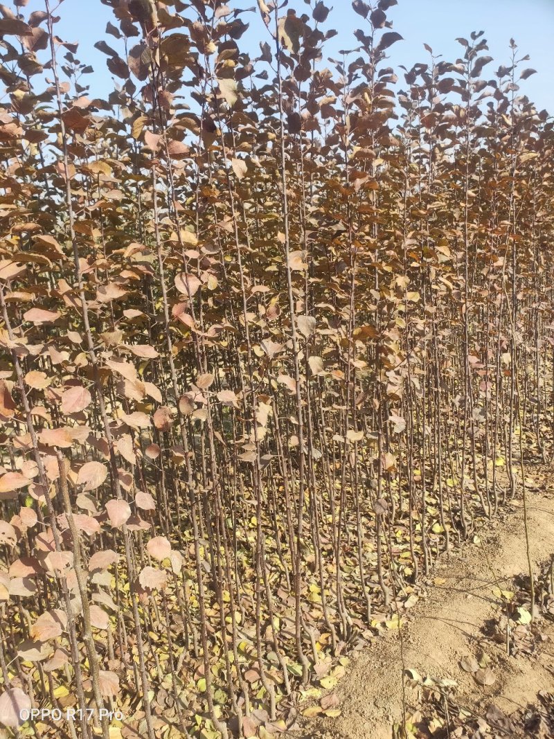 精品苹果苗苹果树苗红富士苹果苗诚信经营价格低