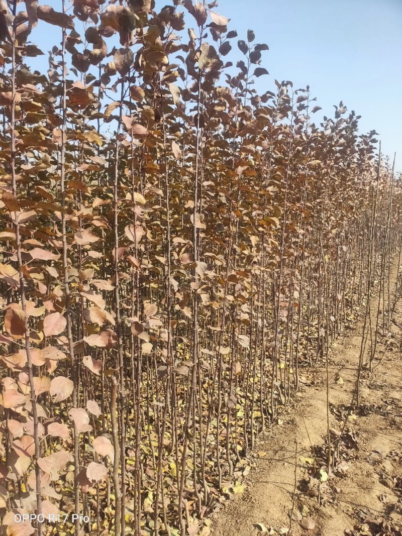 精品苹果苗苹果树苗红富士苹果苗诚信经营价格低