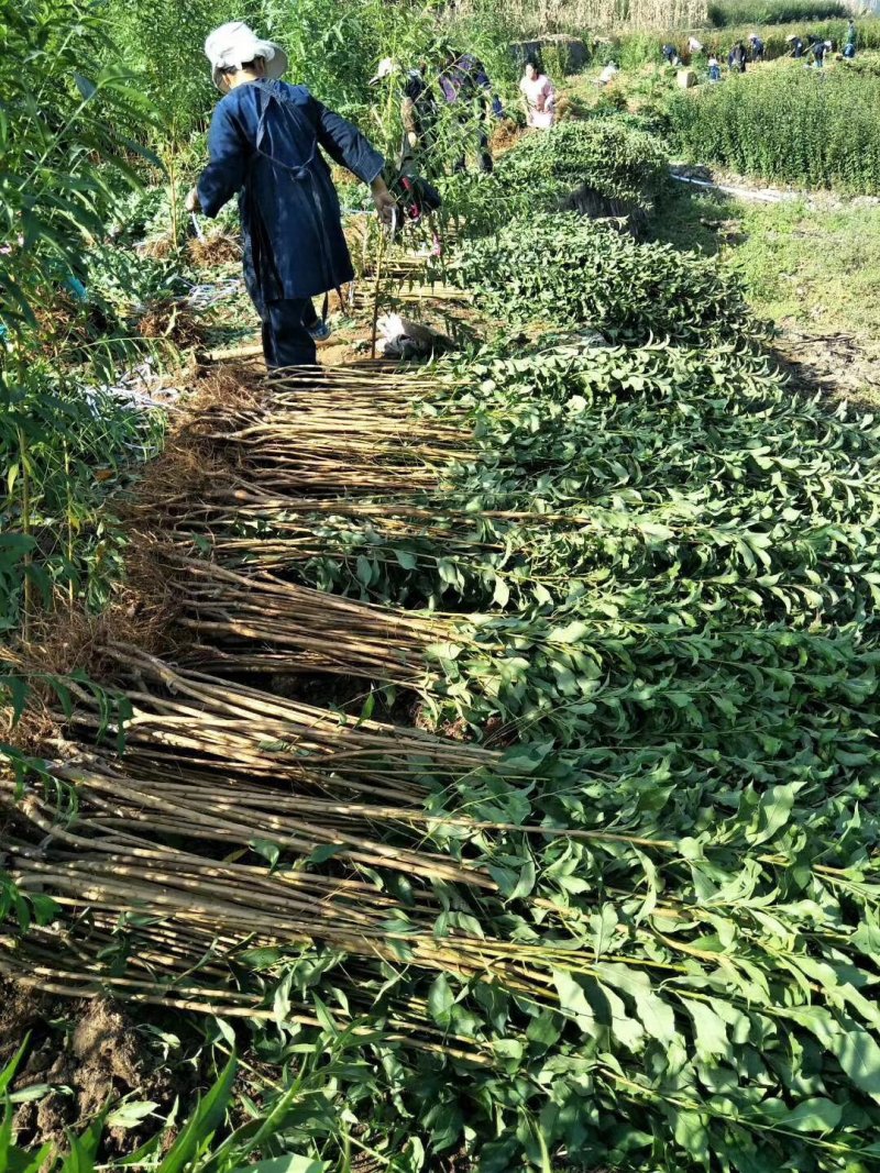 李子苗【蜂糖李二年苗】，基地直发，买贵包赔。放心购！