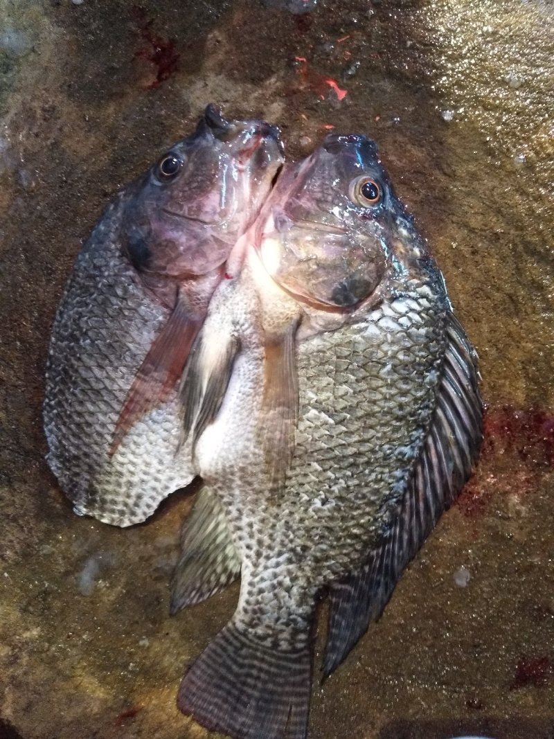 广东茂名开背罗非鱼一件代发