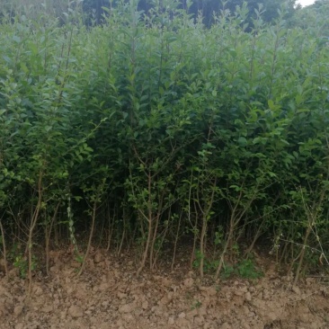 小叶女贞可用于编织造型等绿化篱笆墙生长速度快