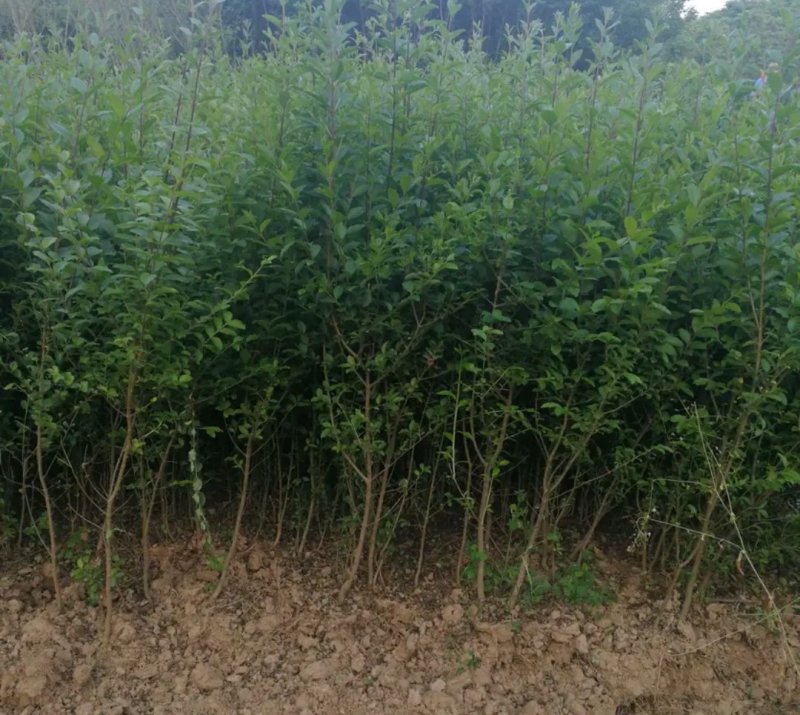 小叶女贞可用于编织造型等绿化篱笆墙生长速度快