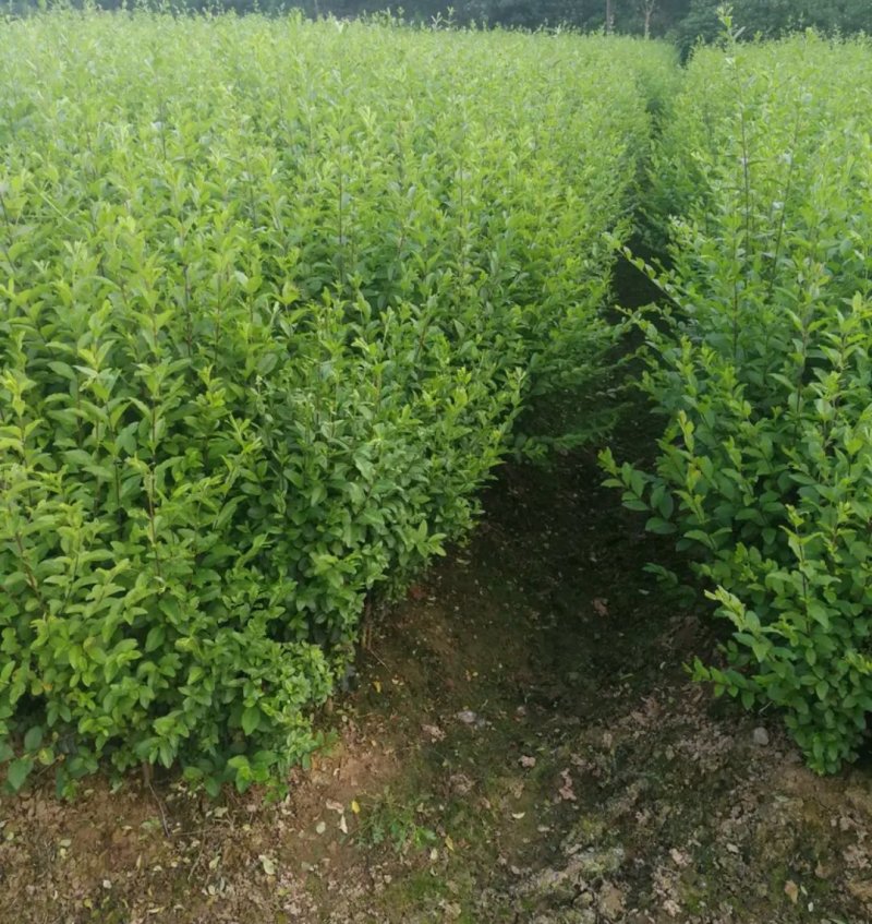 小叶女贞可用于编织造型等绿化篱笆墙生长速度快