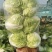 河南白菜，新科小包白菜，视频看货，线上保障交易。