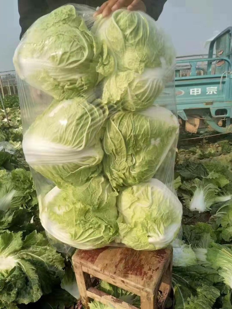 河南白菜，新科小包白菜，视频看货，线上保障交易。