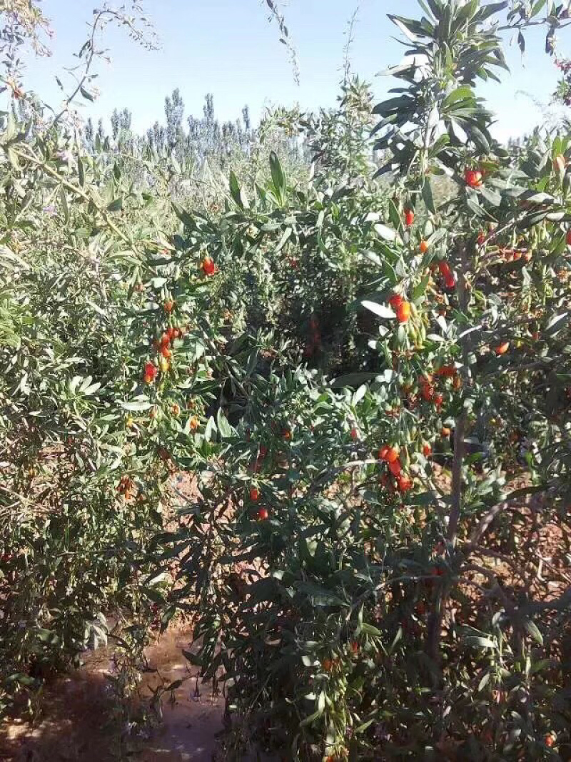 蜂场直供青海特产格尔木枸杞花蜂蜜纯正枸杞蜜全国包邮