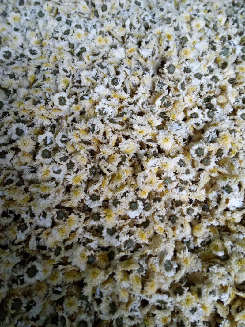 药用菊花