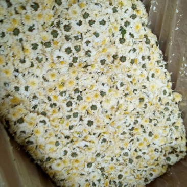药用菊花