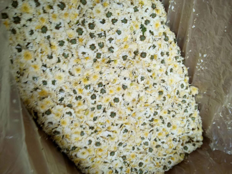 药用菊花