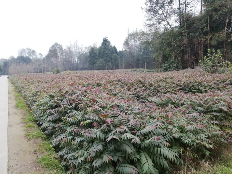 四季香椿苗，高原，平坝，一年四季全地形，全季节采摘椿芽