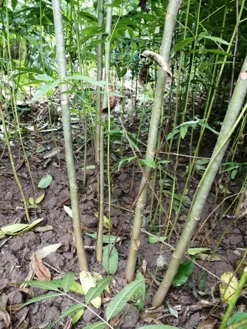 四季香椿苗，高原，平坝，一年四季全地形，全季节采摘椿芽