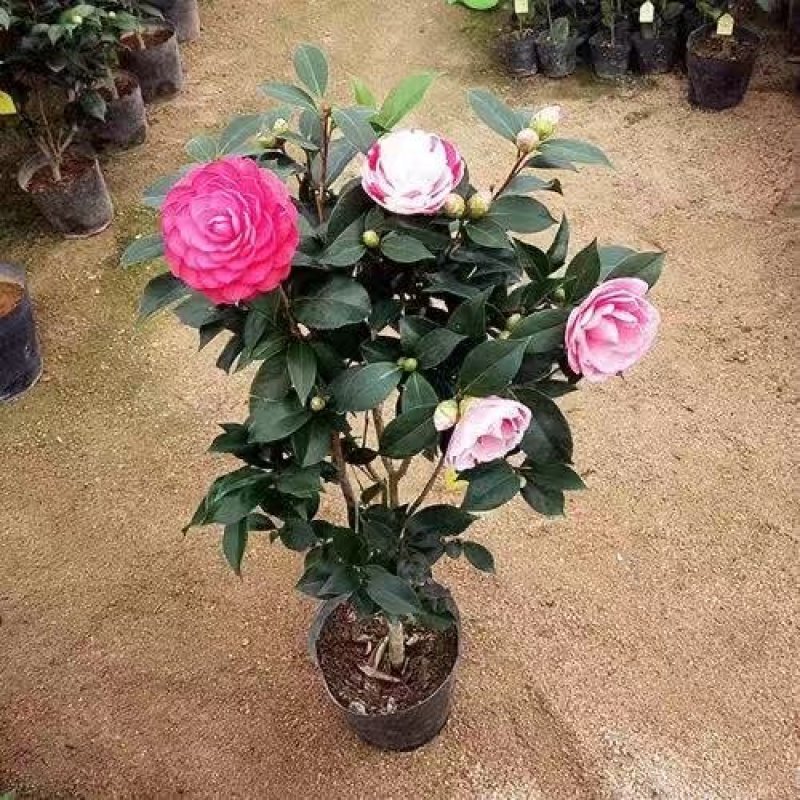 茶花盆景～～茶花品种多样化带花苞发货