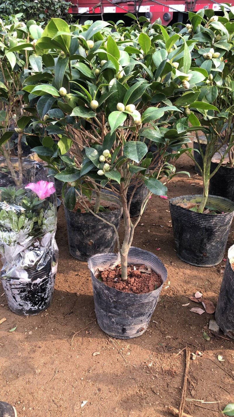 茶花盆景～～茶花品种多样化带花苞发货