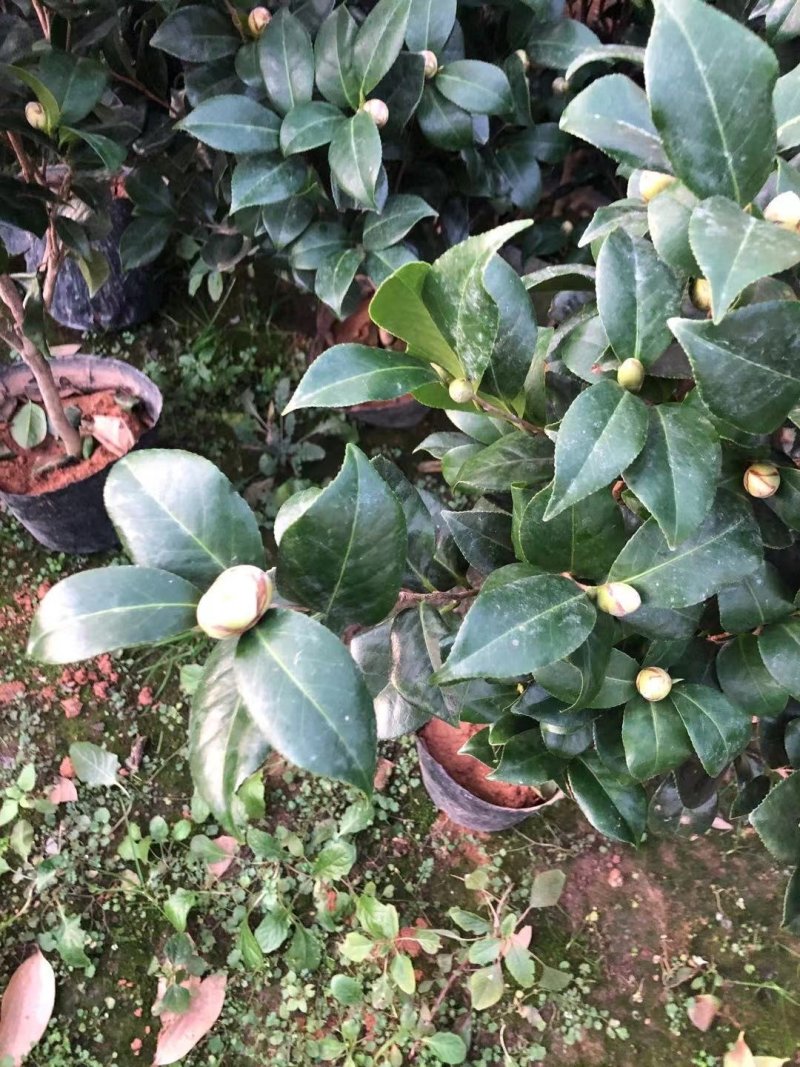 茶花盆景～～茶花品种多样化带花苞发货