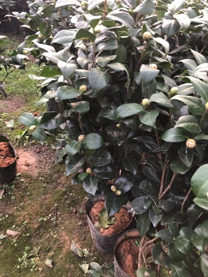 茶花盆景～～茶花品种多样化带花苞发货