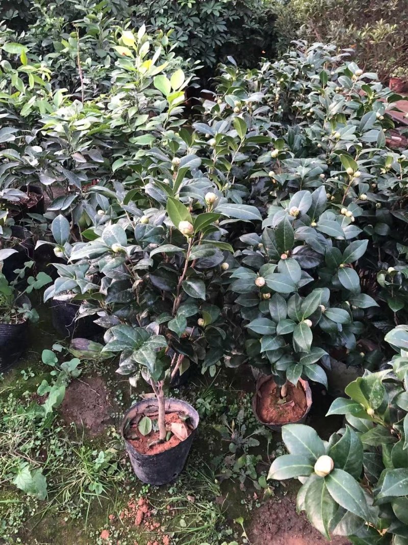 茶花盆景～～茶花品种多样化带花苞发货