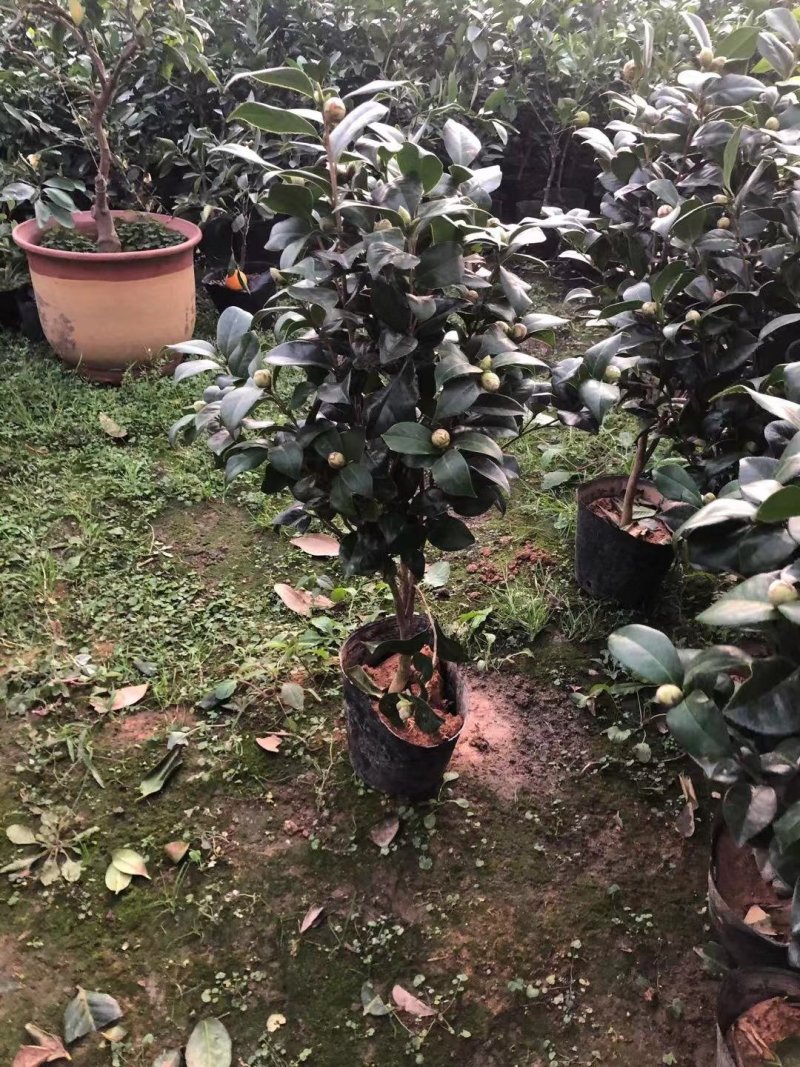 茶花盆景～～茶花品种多样化带花苞发货