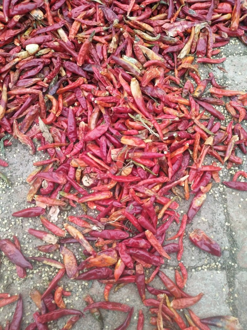 花皮干辣椒，高辣，中辣，香辣，品种，全部上市。