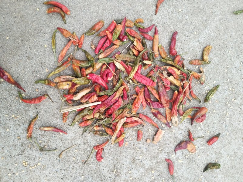 花皮干辣椒，高辣，中辣，香辣，品种，全部上市。