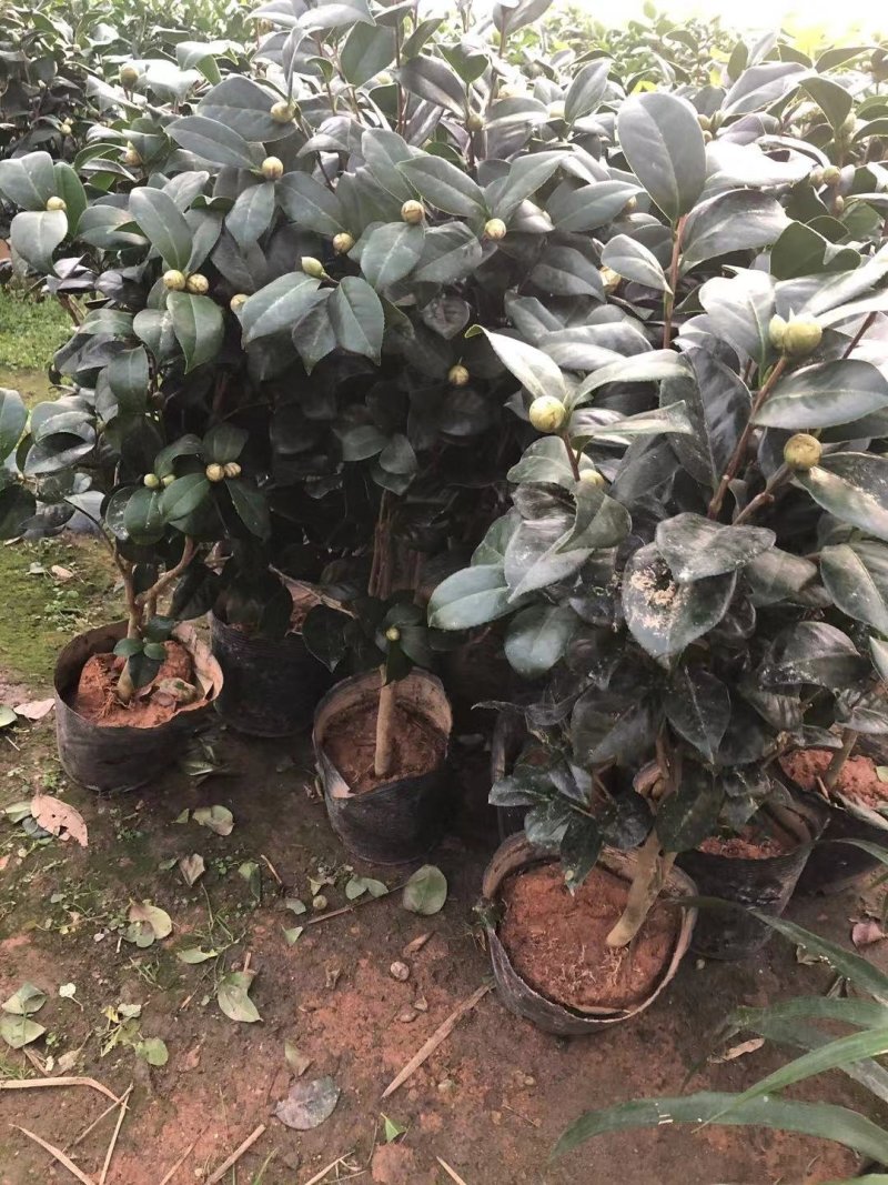 茶花盆景～～茶花品种多样化带花苞发货