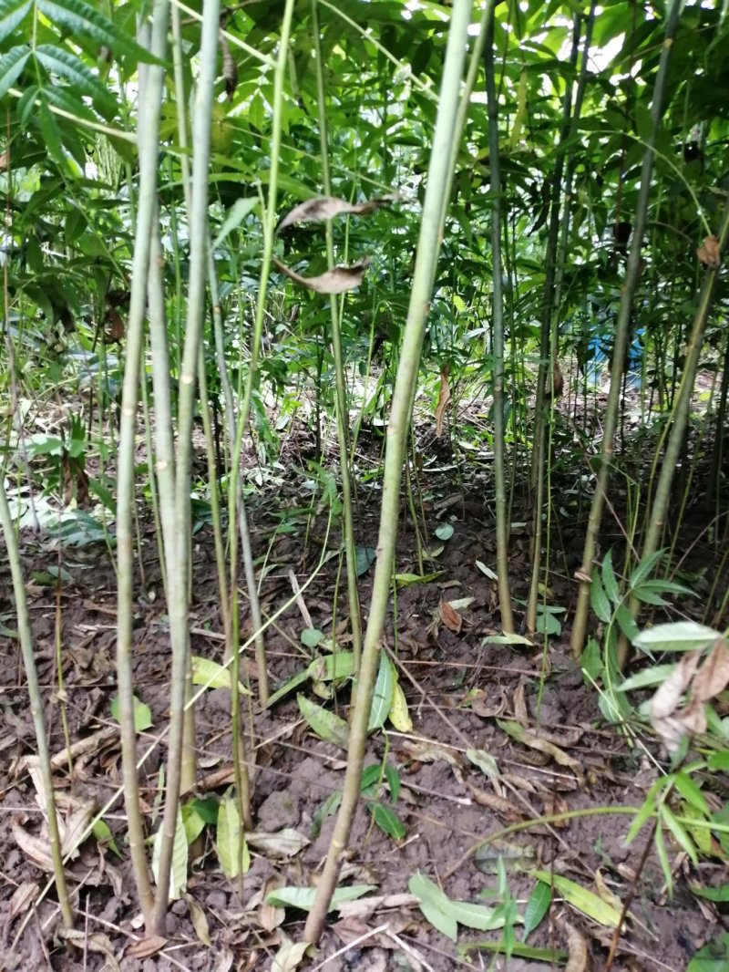 四季香椿苗，高海拔，低平原专利保护资源，采摘周期长。