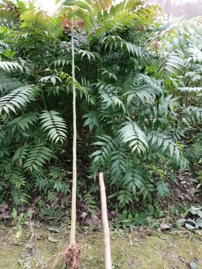 四季香椿苗，高海拔，低平原专利保护资源，采摘周期长。
