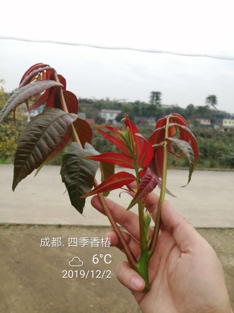 四季香椿苗，高海拔，低平原专利保护资源，采摘周期长。