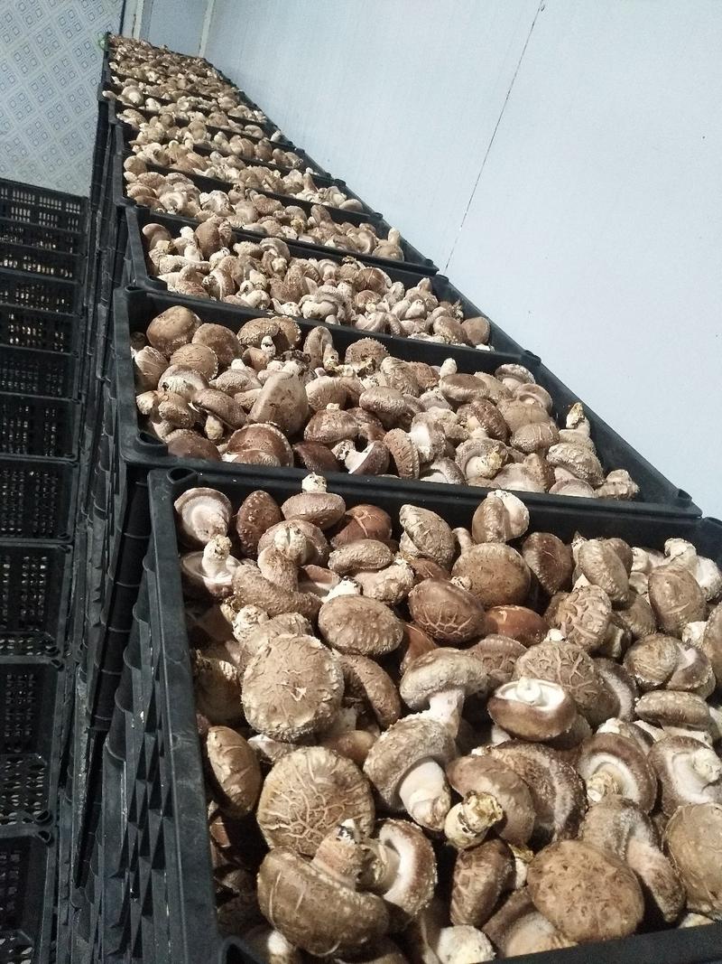 鲜香菇卢氏808香菇4.5以上光面菇花菇剪脚冬菇花菇营养