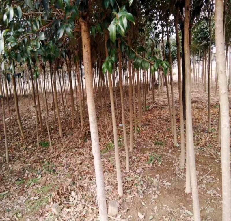 大叶女贞行道绿化工程用苗《速生生长速度快》成活率高