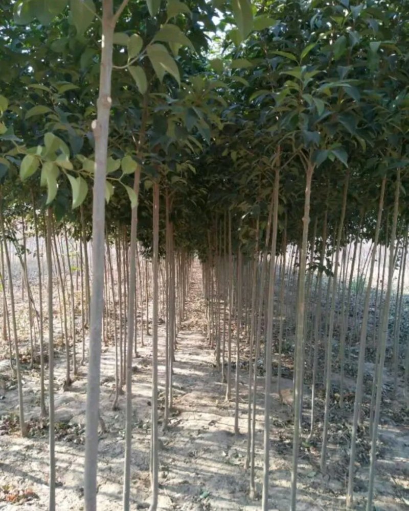 大叶女贞行道绿化工程用苗《速生生长速度快》成活率高