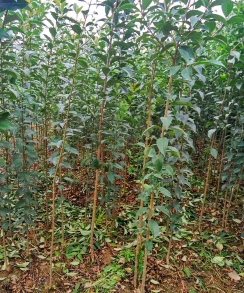 大叶女贞行道绿化工程用苗《速生生长速度快》成活率高