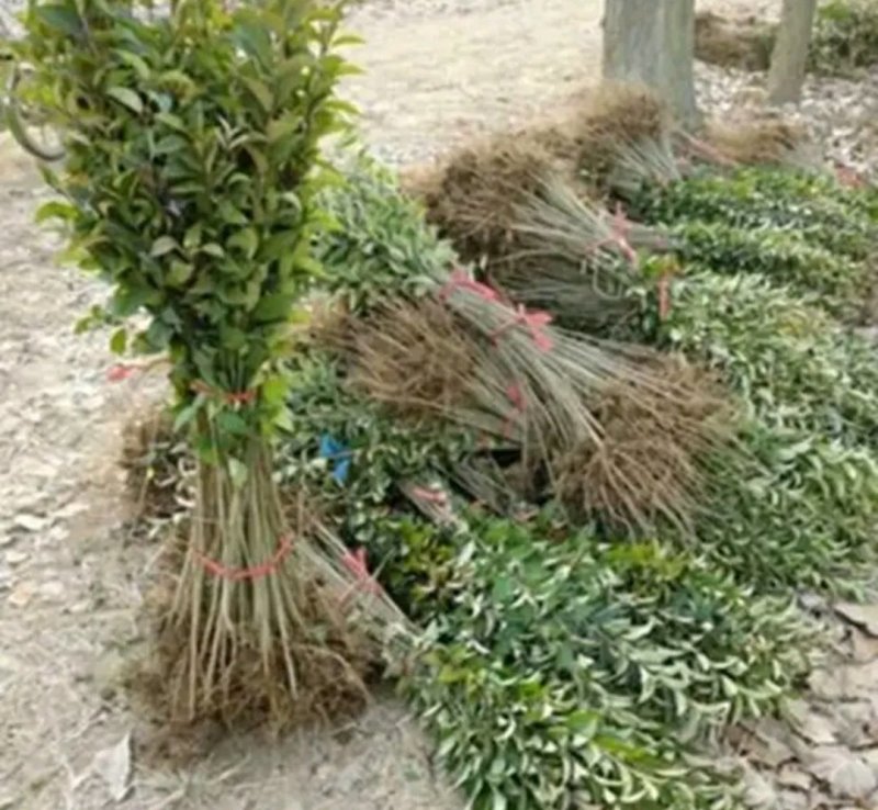大叶女贞行道绿化工程用苗《速生生长速度快》成活率高