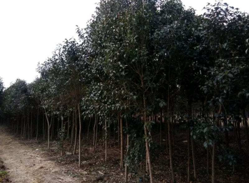 大叶女贞行道绿化工程用苗《速生生长速度快》成活率高