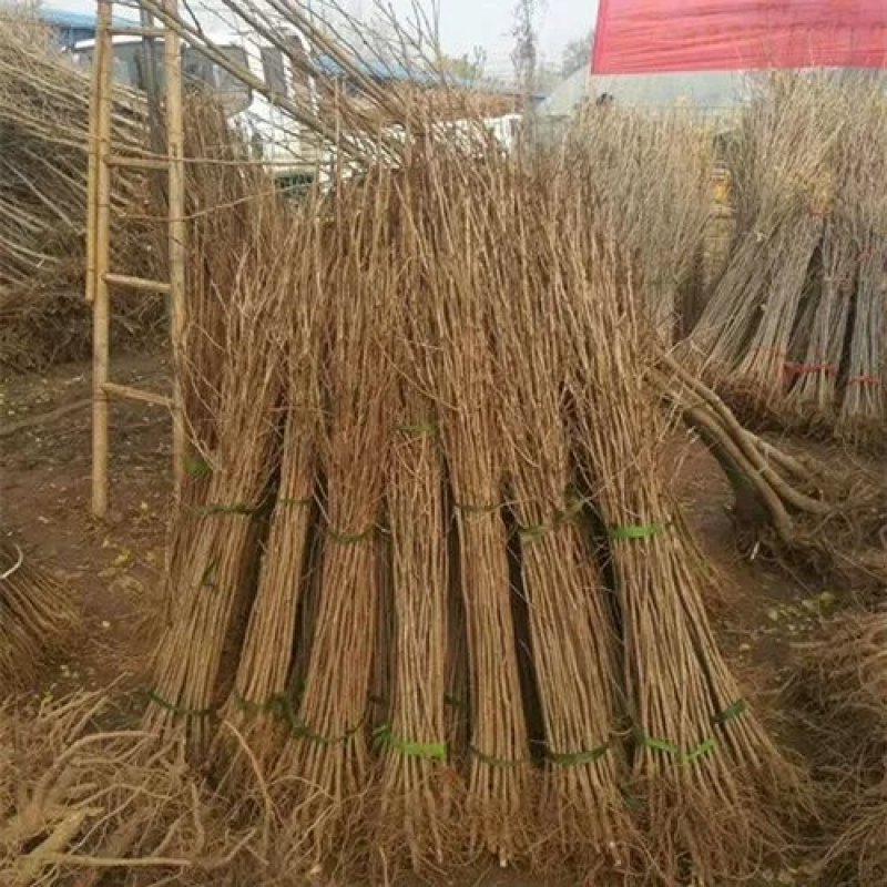 【金叶银杏树苗小苗大树白果活苗拆迁占地庭院园林绿化苗