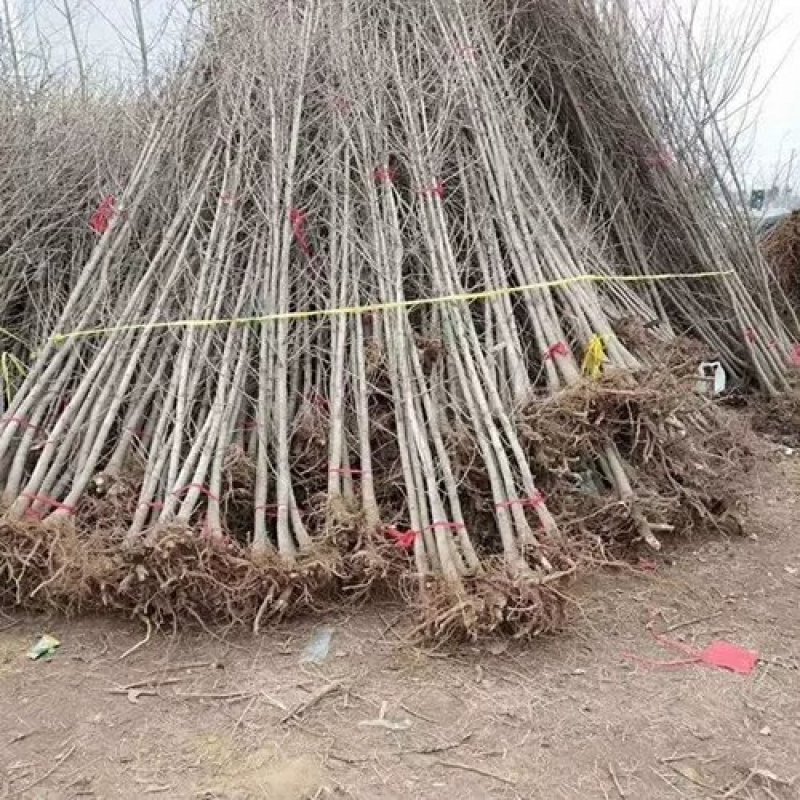 【金叶银杏树苗小苗大树白果活苗拆迁占地庭院园林绿化苗