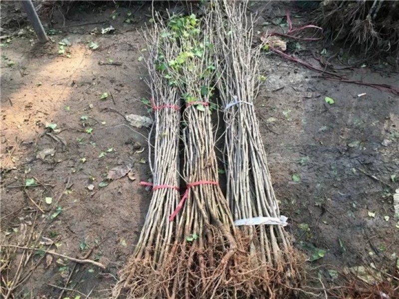 【金叶银杏树苗小苗大树白果活苗拆迁占地庭院园林绿化苗