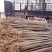 【金叶银杏树苗小苗大树白果活苗拆迁占地庭院园林绿化苗