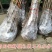【金叶银杏树苗小苗大树白果活苗拆迁占地庭院园林绿化苗